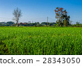 Thai agriculture 28343050