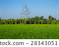 Thai agriculture 28343051