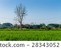 Thai agriculture 28343052