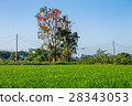 Thai agriculture 28343053