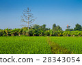 Thai agriculture 28343054