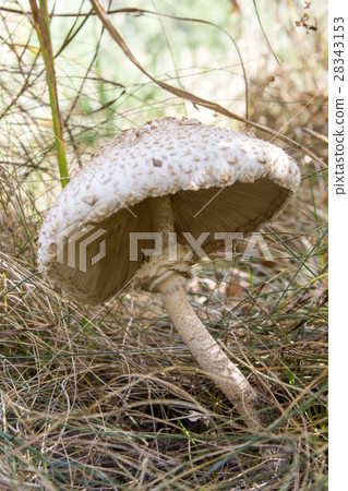 Parasol mushroom in the autumn forest. 28343153