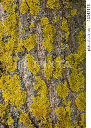 Yellow lichen on tree bark destroys the forest. 28343158