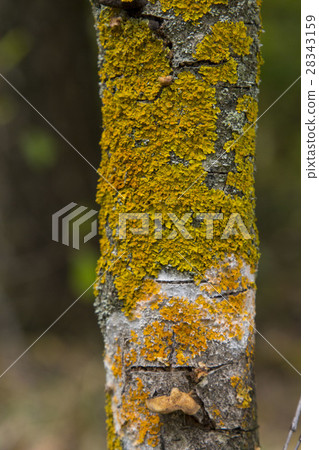 Yellow lichen on tree bark destroys the forest. 28343159