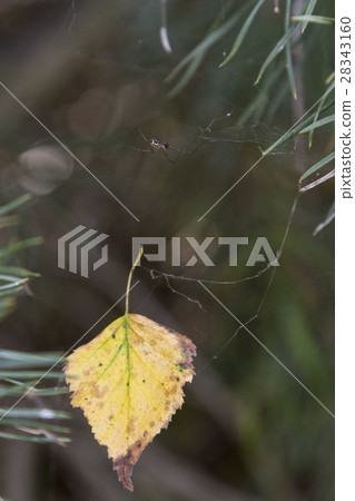 Spider on web in autumn the pine woods. Spider on web in autumn the pine woods. 28343160
