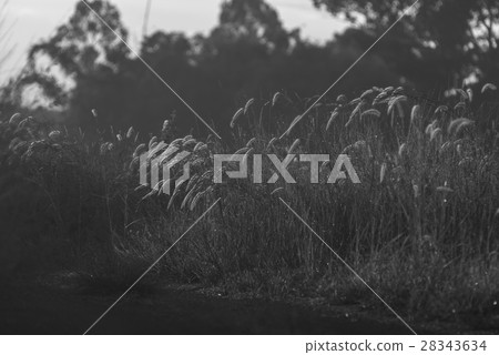Black and white grassland, nature field Black and white grassland, nature field 28343634