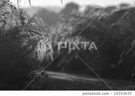 Black and white grassland, nature field Black and white grassland, nature field 28343635