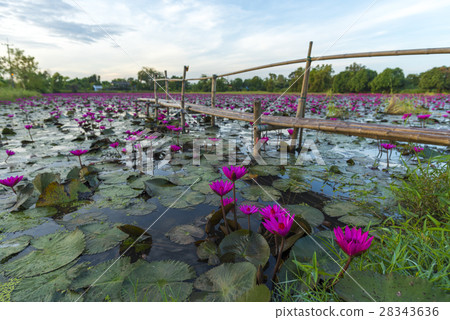 Landscape of Tropical rain forest, Asia Landscape of Tropical rain forest, Asia 28343636