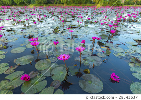 The Lotus Flower The Lotus Flower 28343637