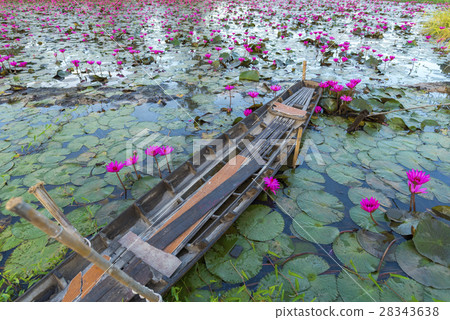 The Lotus Flower The Lotus Flower 28343638