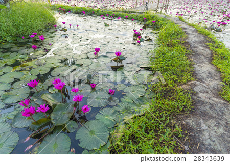 Landscape of Tropical rain forest, Asia 28343639