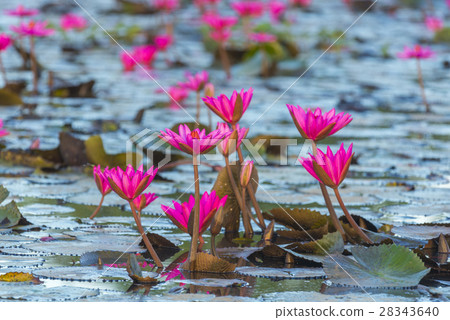 The Lotus Flower The Lotus Flower 28343640