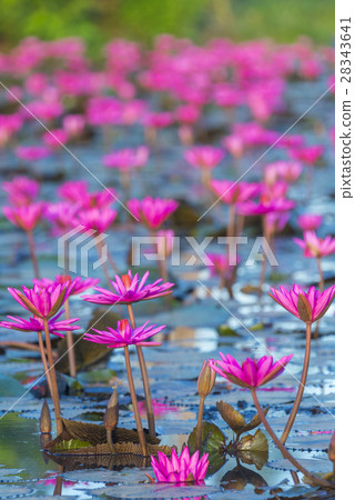 The Lotus Flower The Lotus Flower 28343641