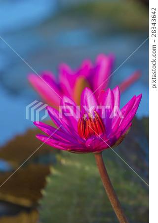 The Lotus Flower The Lotus Flower 28343642