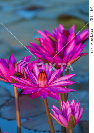 The Lotus Flower The Lotus Flower 28343643