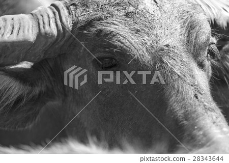 Thai water buffalo face Thai water buffalo face 28343644