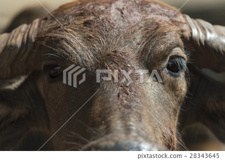 Thai water buffalo faceThai water buffalo face Thai water buffalo faceThai water buffalo face 28343645