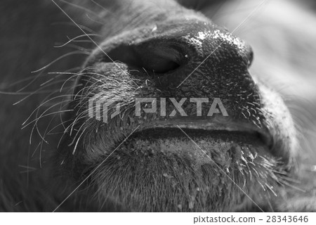 Thai water buffalo face Thai water buffalo face 28343646
