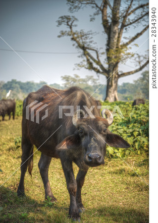 Asian buffalo Asian buffalo 28343940