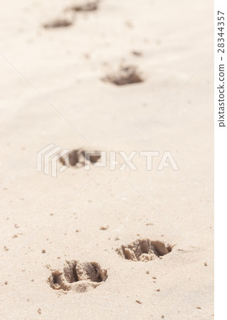 dog footprints in the sand dog footprints in the sand 28344357