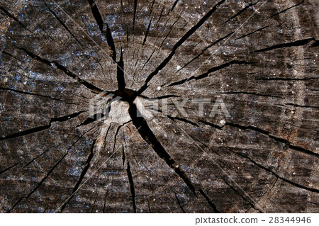Background of the annual ring 28344946
