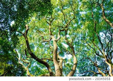 Evergreen, Camphor, ecology image 28345058