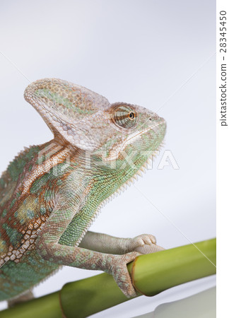 Chameleon on bamboo on a white background Chameleon on bamboo on a white background 28345450