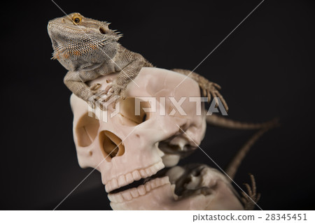 Lizard, Agama, dragon and skull Lizard, Agama, dragon and skull 28345451