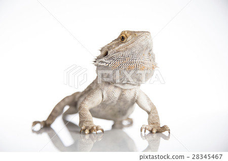 Lizard Bearded Dragon, Pet on white background 28345467