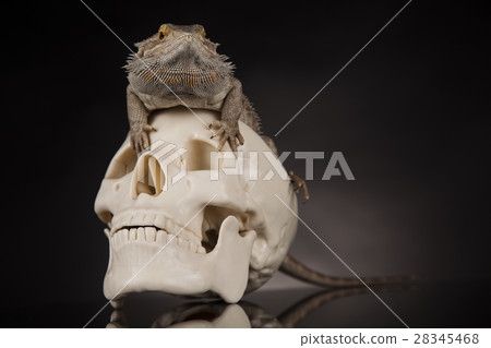 Human skull,Agama bearded, lizard background 28345468