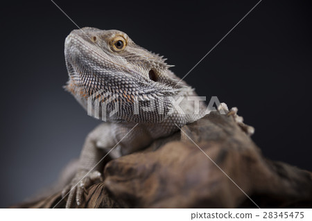 Agama bearded, pet on black background, reptile 28345475