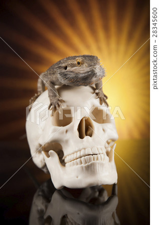 Lizard, Agama, dragon and skull 28345600