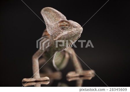Chameleon lizard on black background Chameleon lizard on black background 28345609