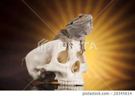 Lizard, human skull on black mirror background 28345614