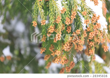 雪松雄花2月 28345816