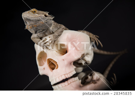 Lizard, human skull on black mirror background 28345835