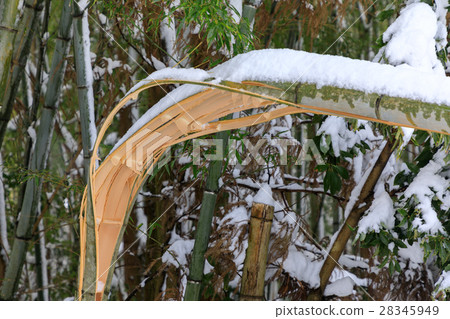 Cracked bamboo 28345949