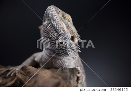 Agama bearded, pet on black background, reptile 28346125