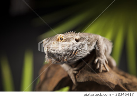 Animal Lizard, Bearded Dragon on mirror background 28346417