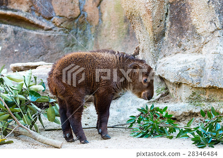 Golden takin's baby 28346484