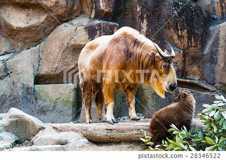 Parent and child of Golden Takin 28346522