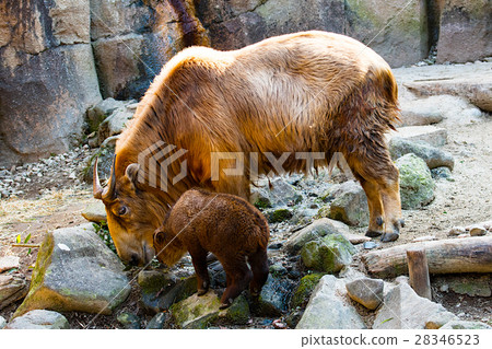 Parent and child of Golden Takin 28346523