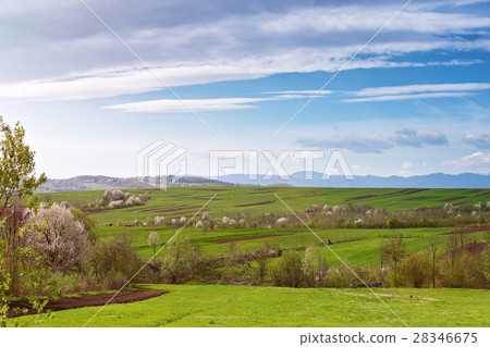 Spring cherry orchard blossom hills. Sunny spring 28346675