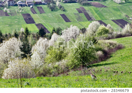 Spring cherry orchard blossom hills. Cat on meadow 28346679