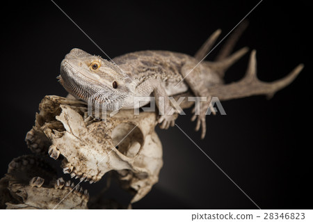 Lizard, Agama, Antlers, dragon and skull 28346823