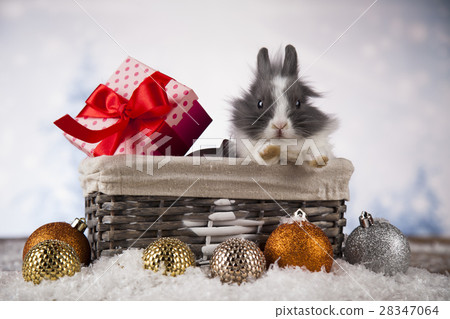 Animal, Rabbit, bunny on Christmas background Animal, Rabbit, bunny on Christmas background 28347064