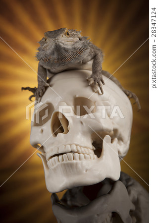 Lizard, Agama, dragon and skull 28347124