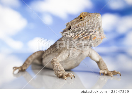 Sky background, Pet, lizard Bearded Dragon 28347239