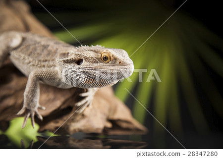 Lizard root, Bearded Dragon on green background Lizard root, Bearded Dragon on green background 28347280