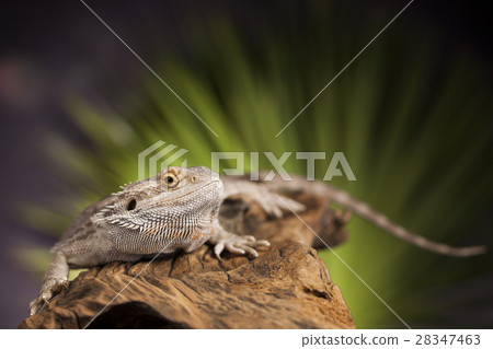 Lizard root, Bearded Dragon on black mirror  28347463